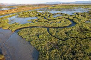 How Seasonal Shifts Transform Erosion and Accretion in a San Francisco Bay Marsh – sanfrancisco365.info