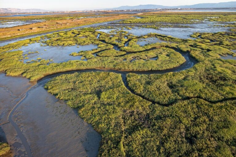 How Seasonal Shifts Transform Erosion and Accretion in a San Francisco Bay Marsh – sanfrancisco365.info