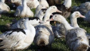 France Raises Bird Flu Alert to Maximum Level Amid New Outbreaks – news-france.info