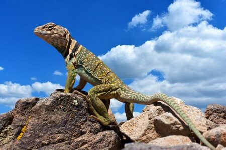 Nigeria : government drops planned 15% import duty on fuel products – Africa News Agency – afric.news