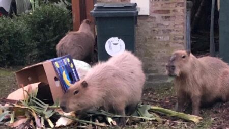 Golden State Takes the Title: Unveiling America’s Rattiest City – sanfrancisco365.info