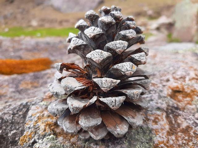 Ann Peña: A Trailblazer Shaping the Future of Business – sanantonio365.info