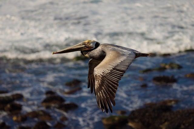 Massive Flight Delays and Cancellations Disrupt Travel Across Southern California and Beyond Amid Government Shutdown – sandiego365.info