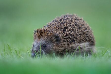 Are the Spurs Building the Perfect Roster Around Victor Wembanyama? – sanantonio365.info