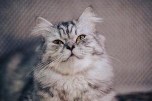 Tyler Glasnow Dodgers Offseason Announcement – losangeles365.info