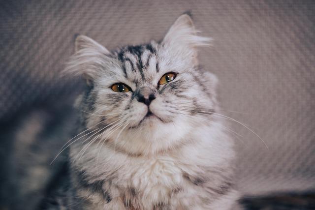 Tyler Glasnow Dodgers Offseason Announcement – losangeles365.info