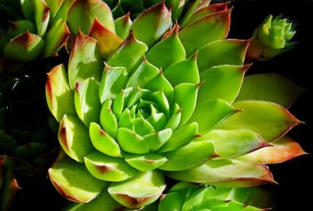 President Ouattara Clinches Decisive Win in Ivory Coast Election – afric.news