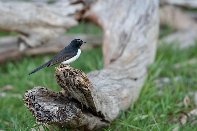 Legendary Urban Salsa Icon Willie Colón Honored in Emotional New York Farewell – newyork365.info