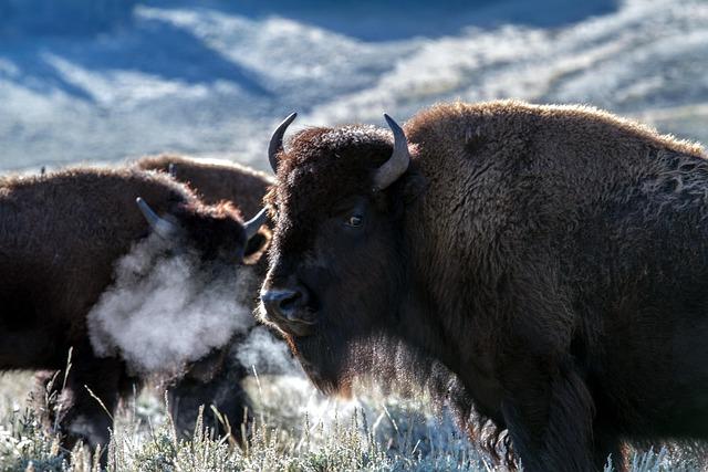 Trump Moves to Strip Bison of Their Historic Homeland – newyork365.info