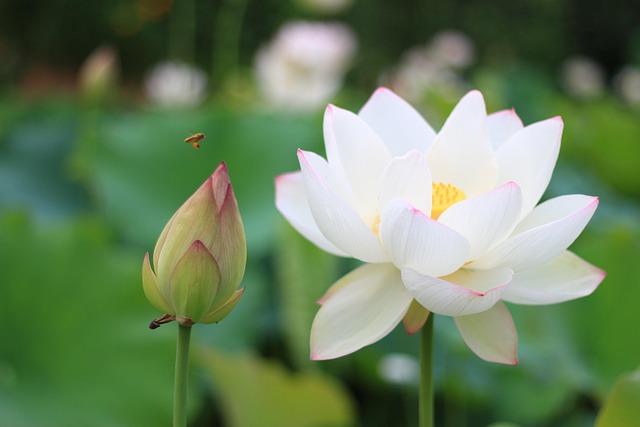 ‘The White Lotus’ begins filming in France (plus, the storyline and hotels are revealed) – Lifestyle Asia Hong Kong – news-france.info