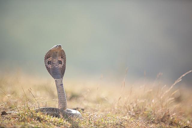 Cobra on loose! French commune closes parks and schools – The Connexion – news-france.info