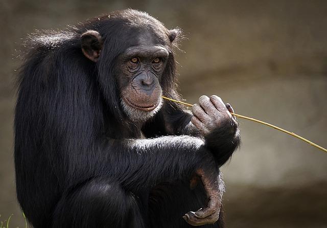 Cobby, America’s Oldest Male Chimpanzee, Passes Away at 63 in San Francisco Zoo – sanfrancisco365.info