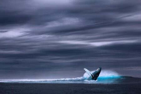 Windsurfer’s Shocking Collision with Gray Whale in San Francisco Bay – sanfrancisco365.info