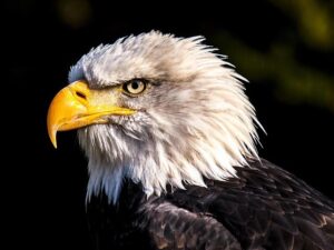Eagles Edge Defender Abruptly Retires After Team Signs Veteran Replacement – philadelphia365.info